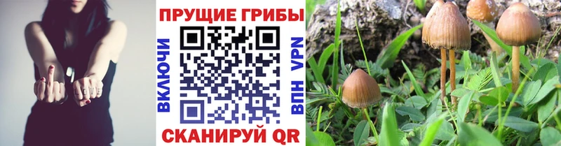 Псилоцибиновые грибы MAGIC MUSHROOMS  купить   мега ССЫЛКА  Ейск 